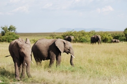 game drive amboseli