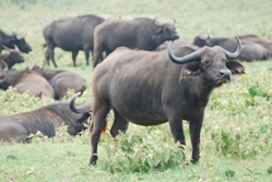 game drive amboseli