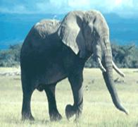 Amboseli National Park home of the Elephants